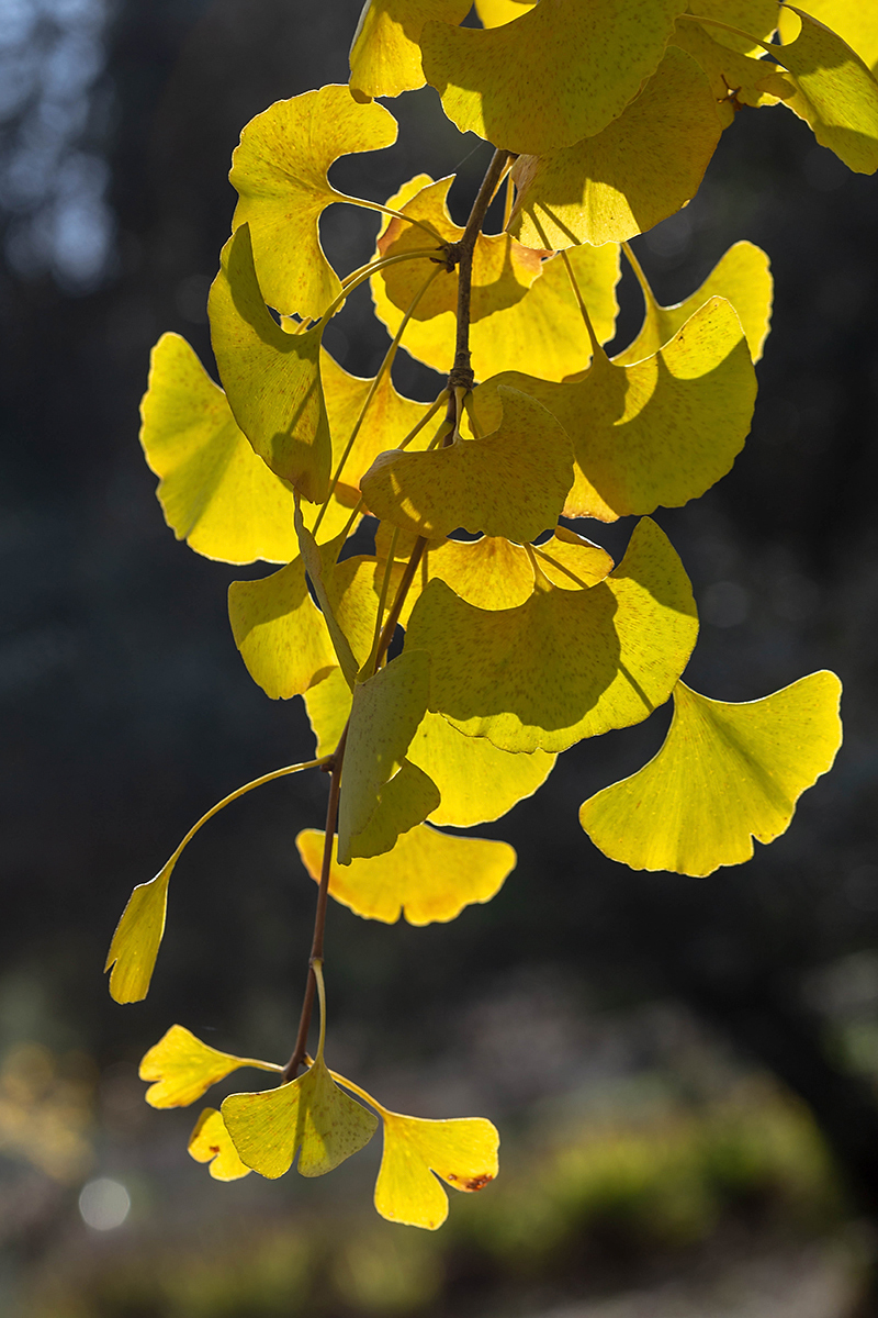 Image of Ginkgo biloba specimen.