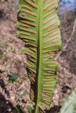 Phyllitis scolopendrium. Часть вайи с сорусами (вид на абаксиальную поверхность). Краснодарский край, Сочи, окр. мкр-на Мацеста, Сочинский нац. парк, Агурское ущелье, широколиственный лес. 24.01.2015.