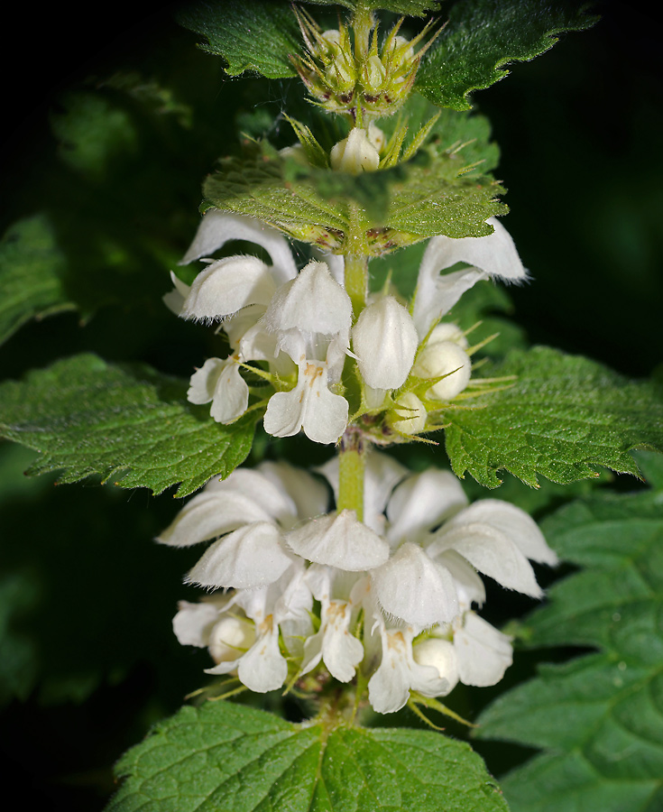 Image of Lamium album specimen.