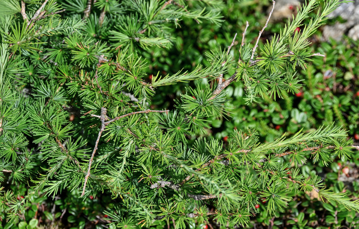 Image of Larix kamtschatica specimen.