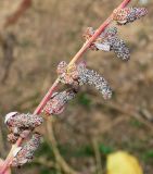 Chenopodium album. Часть побега плодоносящего растения. Узбекистан, г. Ташкент, Актепа Юнусабадская. 27.10.2018.