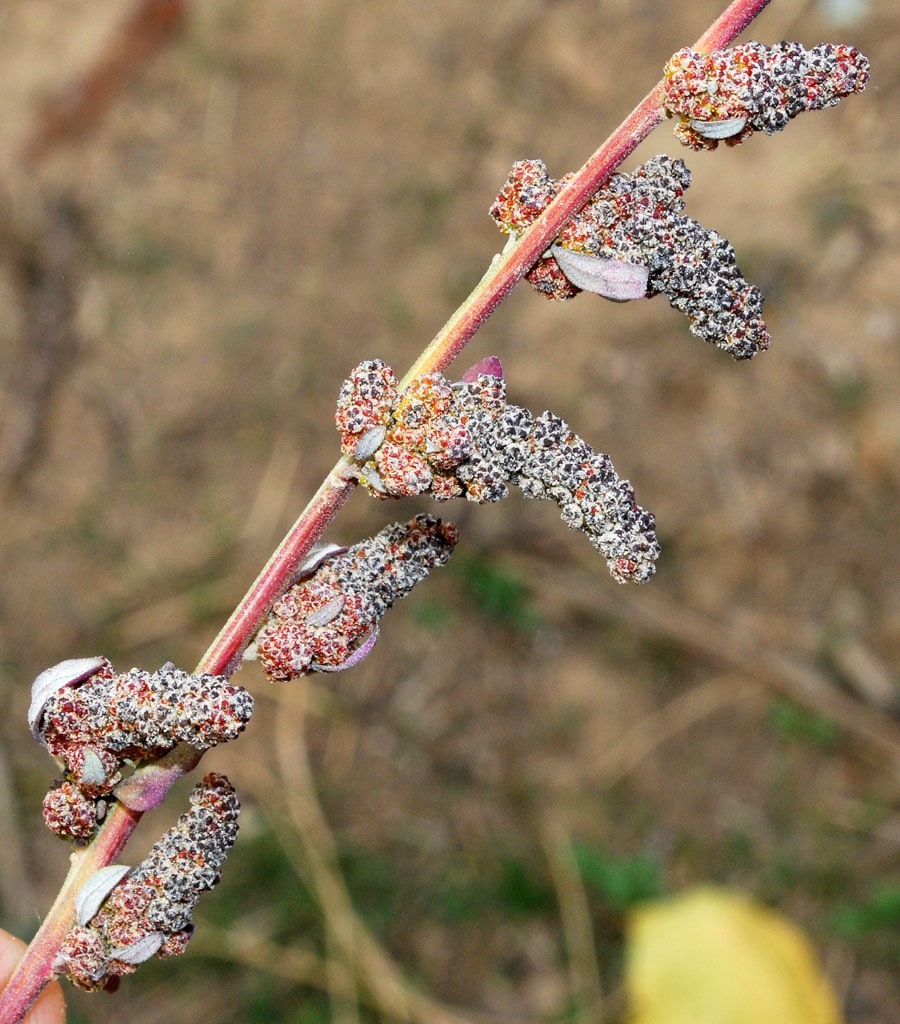 Image of Chenopodium album specimen.