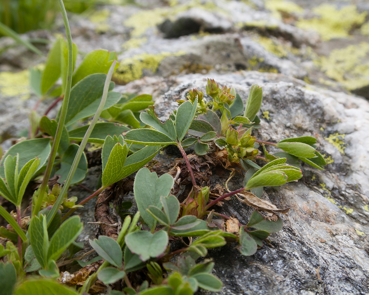 Image of Sibbaldia semiglabra specimen.