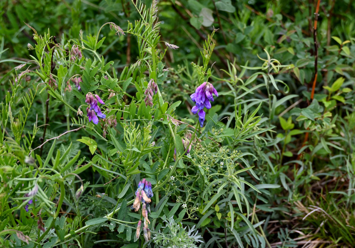 Изображение особи Vicia nervata.