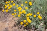 Tanacetum millefolium. Соцветия. Астраханская обл., Черноярский р-н, окр. с. Солёное Займище, дол. р. Волга, ковыльная степь. 02.06.2022.