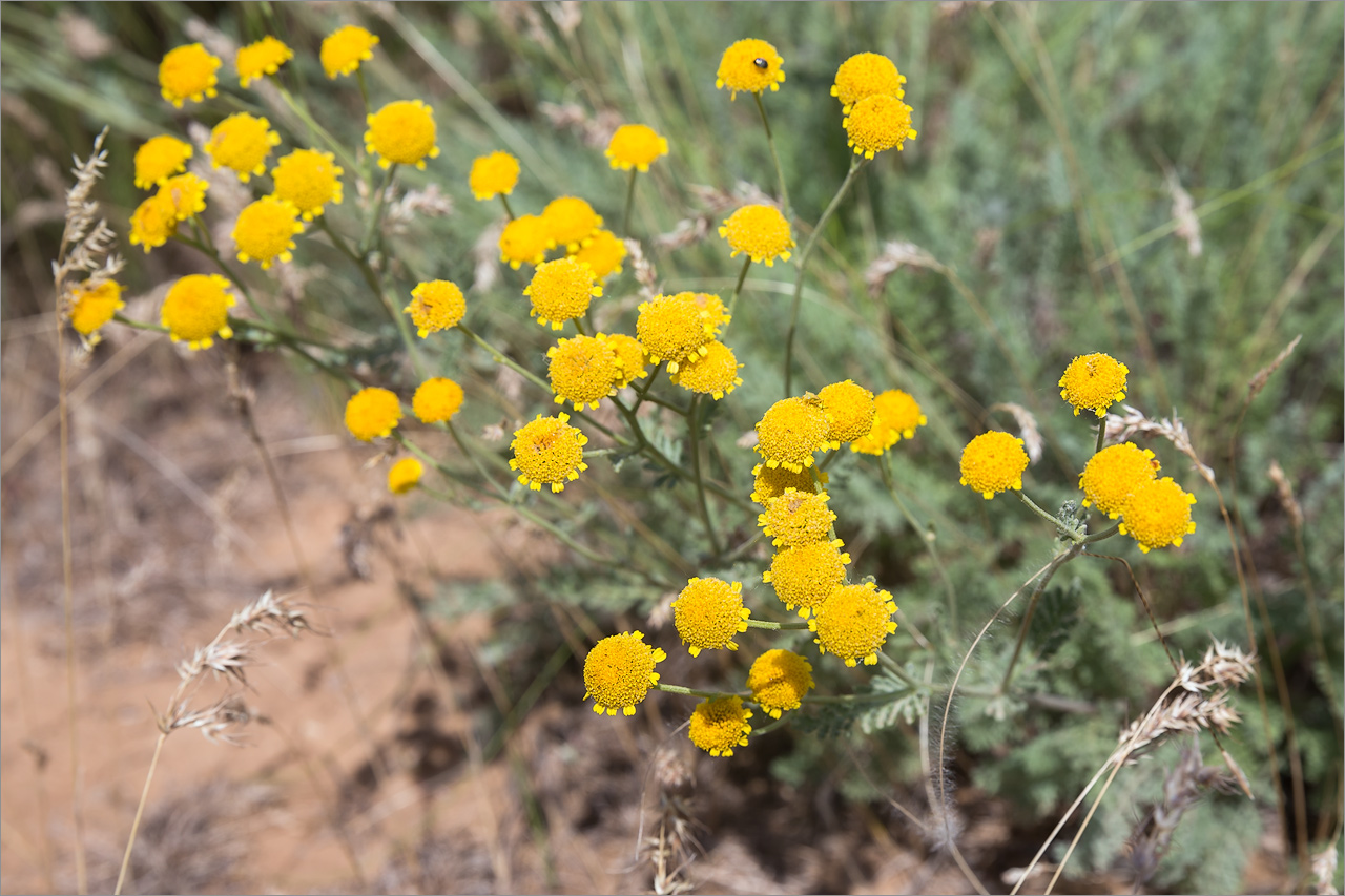 Изображение особи Tanacetum millefolium.