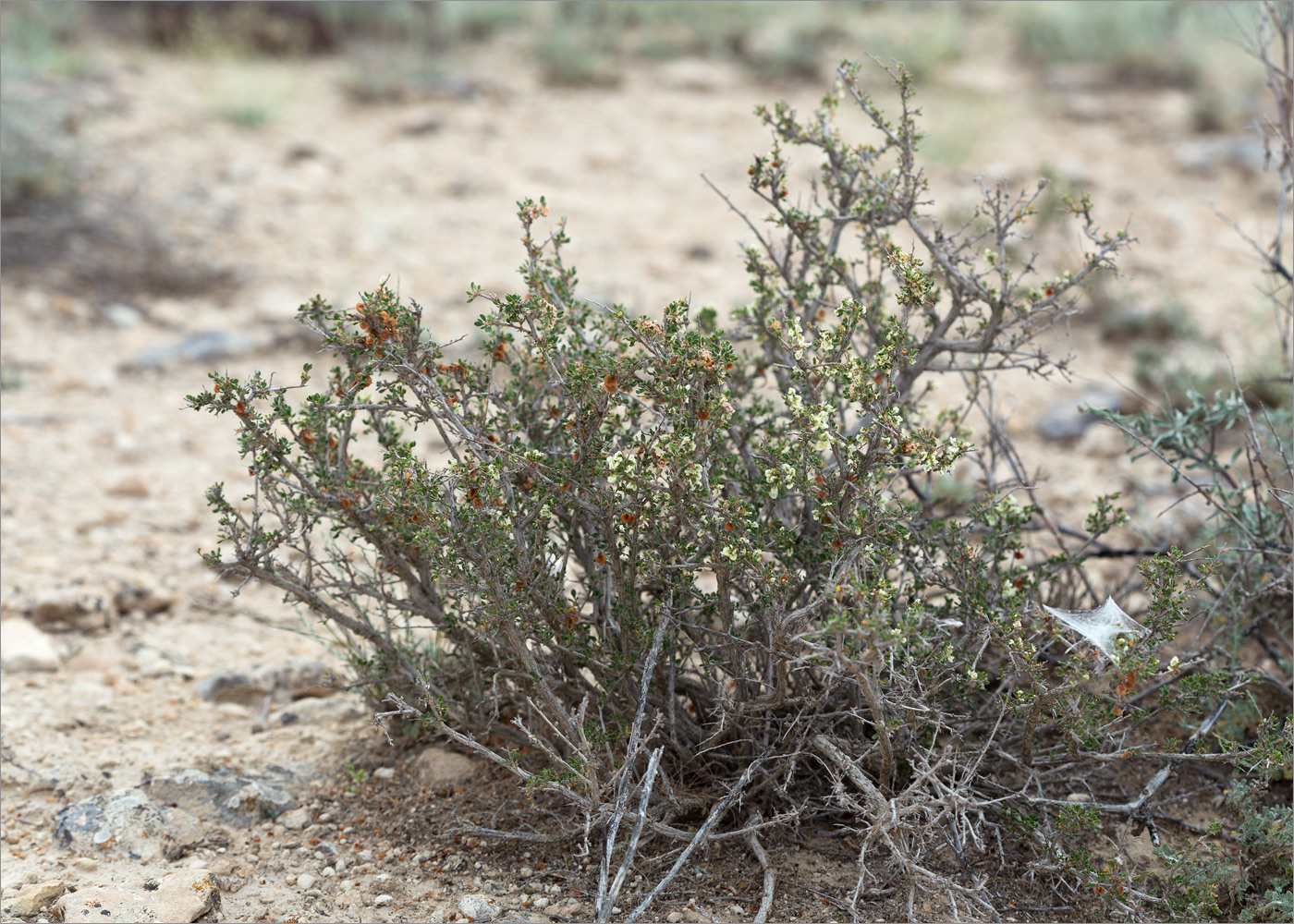 Image of genus Atraphaxis specimen.