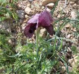 Iris lycotis