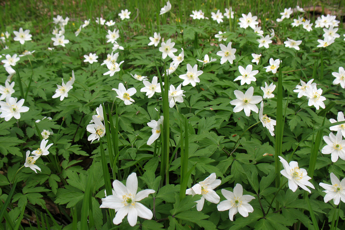 Image of Anemone nemorosa specimen.