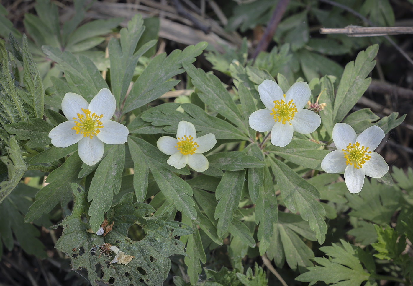 Изображение особи Anemone uralensis.