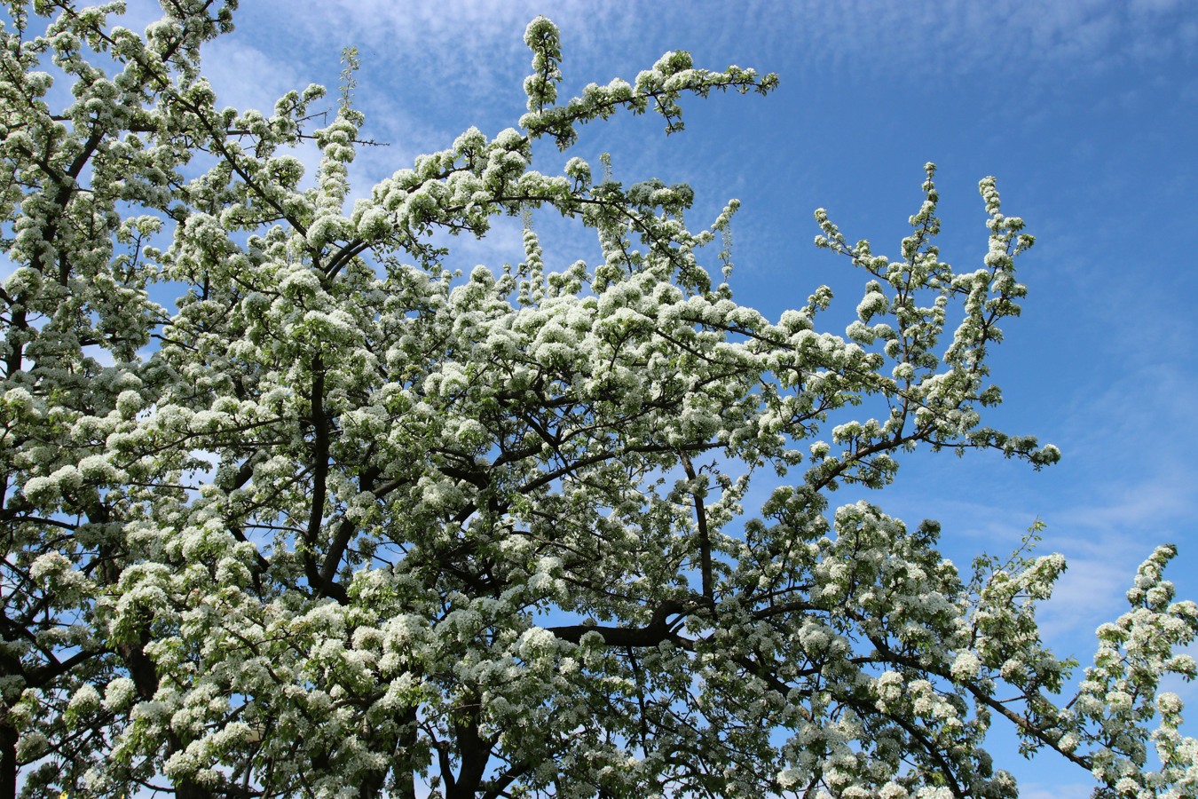 Image of Pyrus communis specimen.