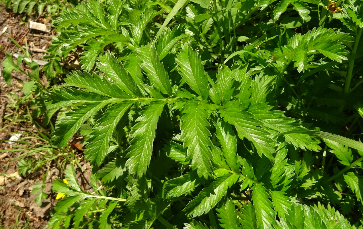 Image of Potentilla anserina specimen.