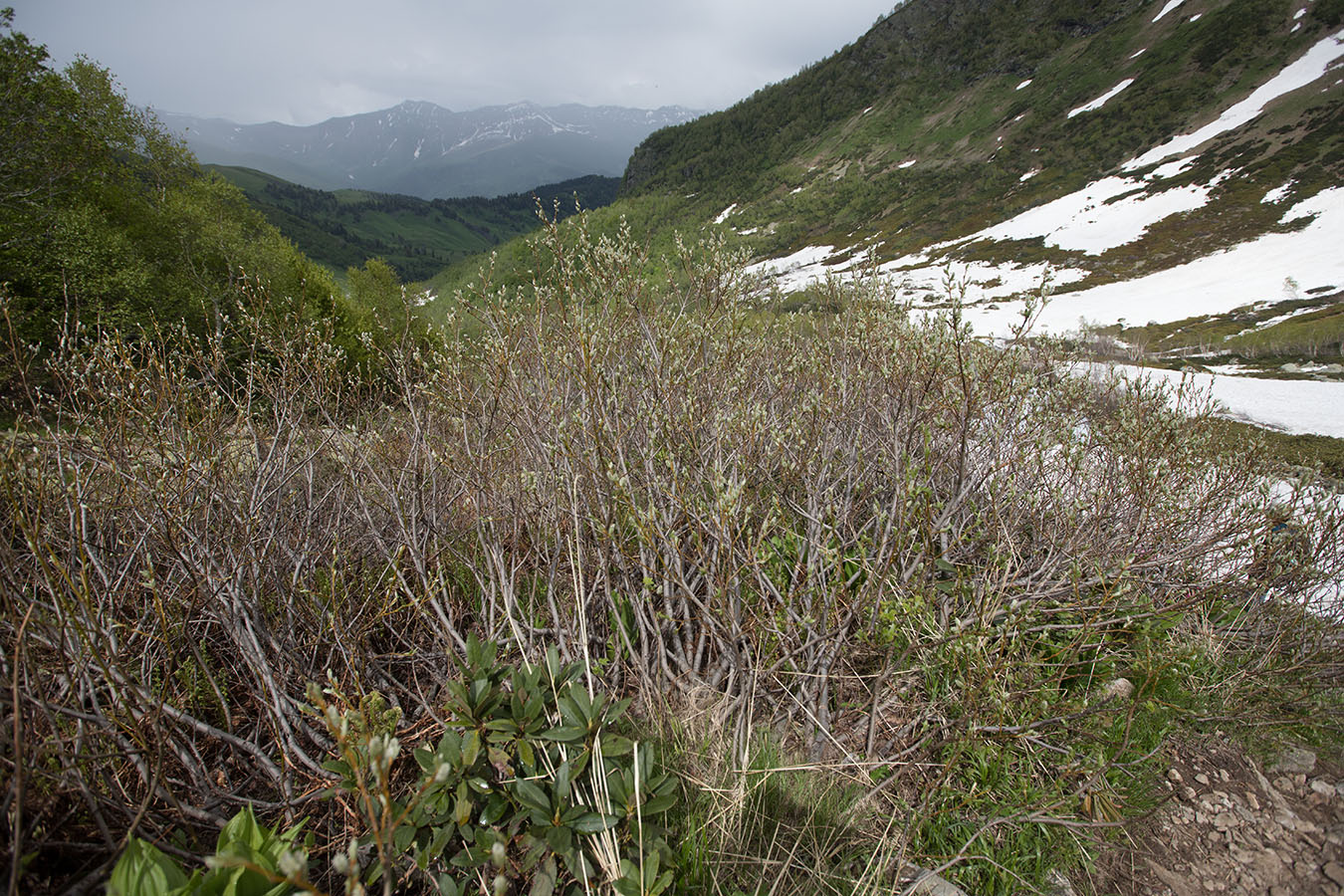 Image of genus Salix specimen.