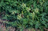 Astragalus schelichowii