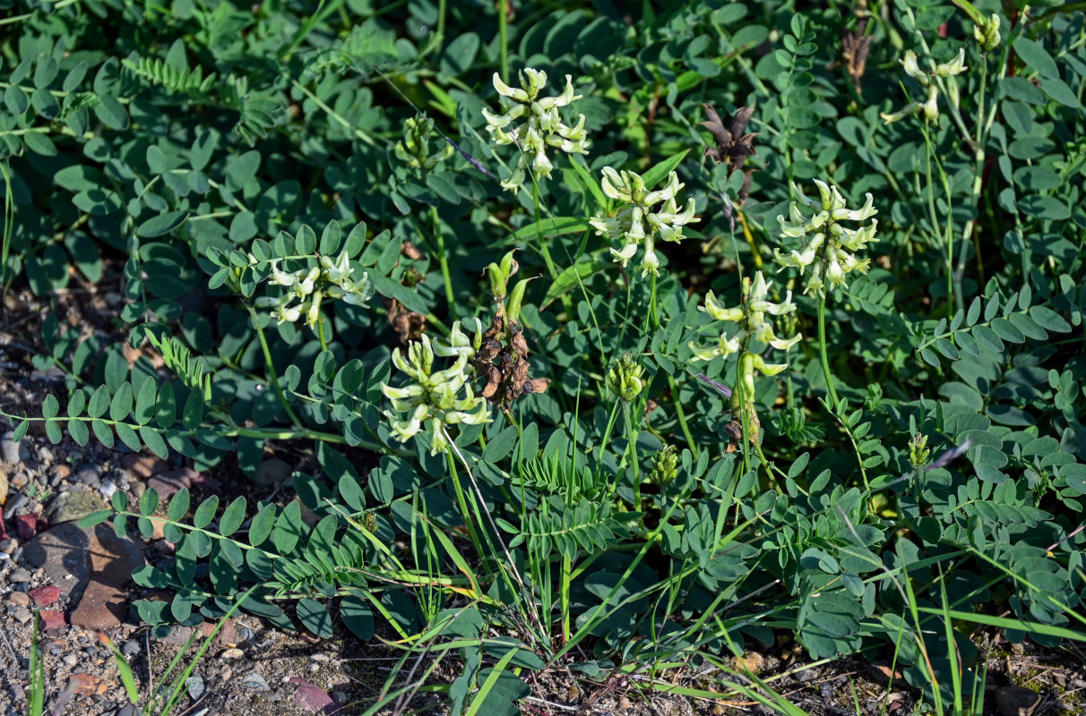 Изображение особи Astragalus schelichowii.