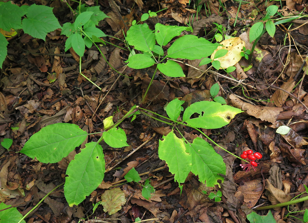 Изображение особи Panax ginseng.