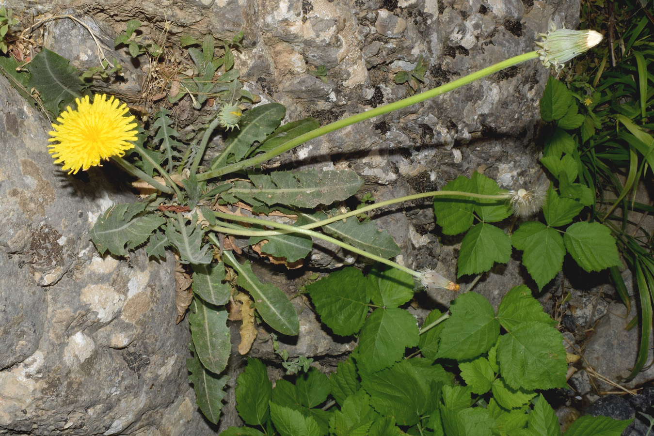 Изображение особи Taraxacum modestum.