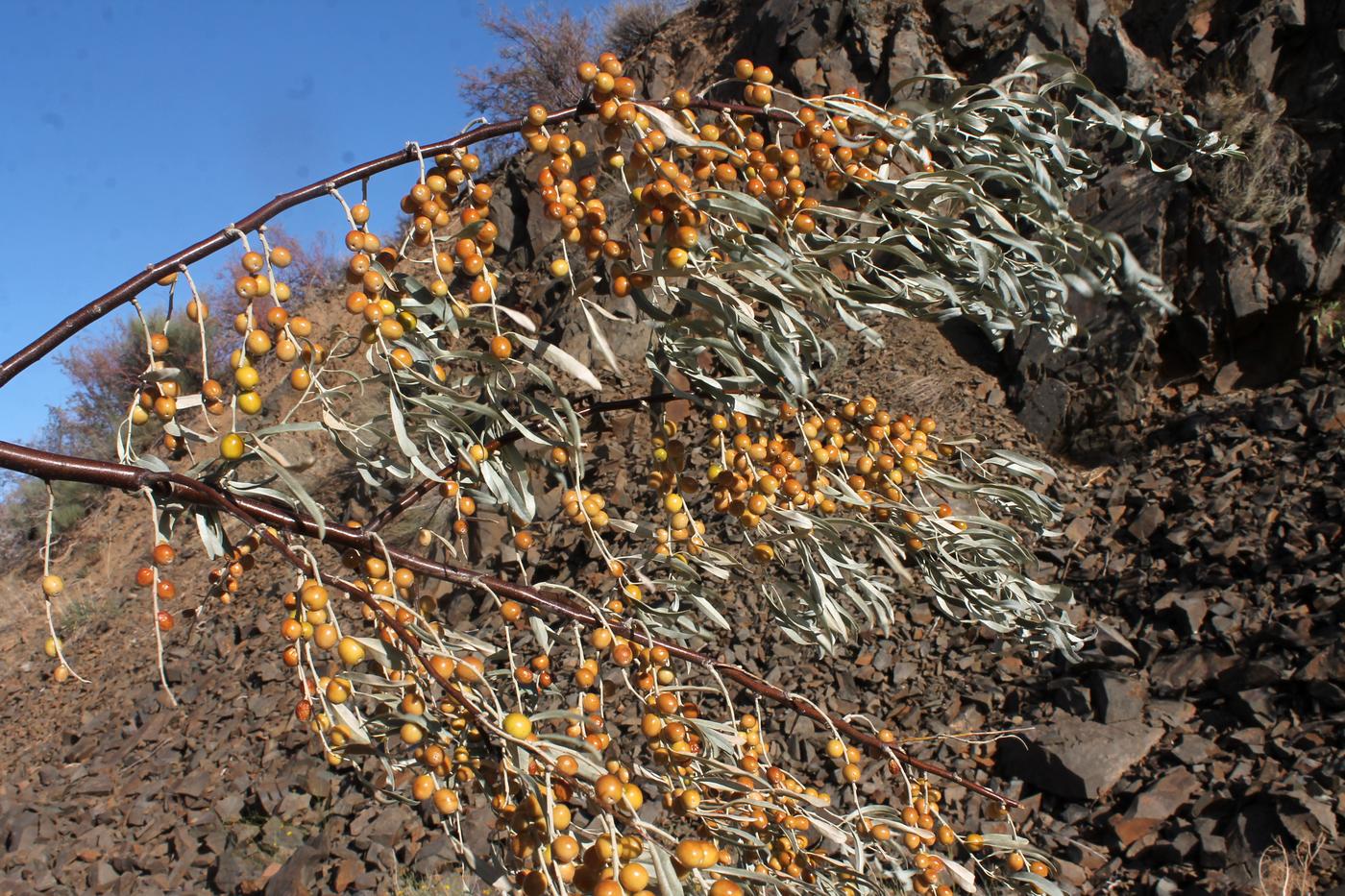 Изображение особи Elaeagnus angustifolia.