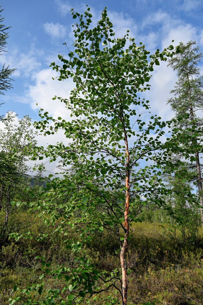 Изображение особи Betula pubescens.