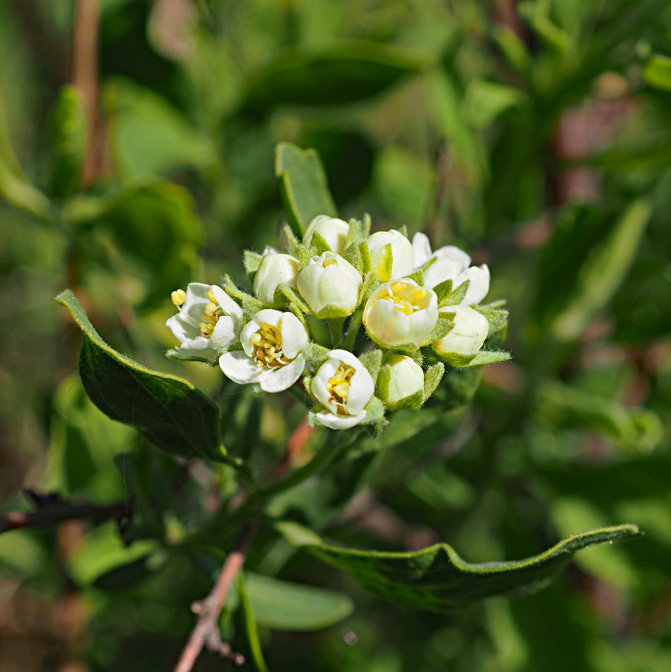 Image of Spiraea crenata specimen.