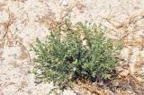 Heliotropium bacciferum. Цветущее растение. Объединённые Арабские Эмираты, эмират Дубай, окр. пляжа Al Mamzar, участок обнажённого грунта между посадками кустарников и деревьев. 04.05.2023.