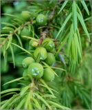 Juniperus communis