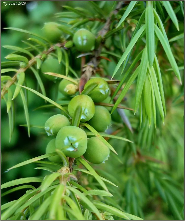 Изображение особи Juniperus communis.