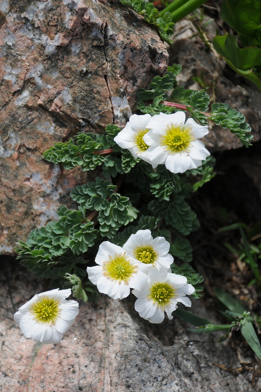 Изображение особи Callianthemum alatavicum.