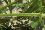 Galium aparine