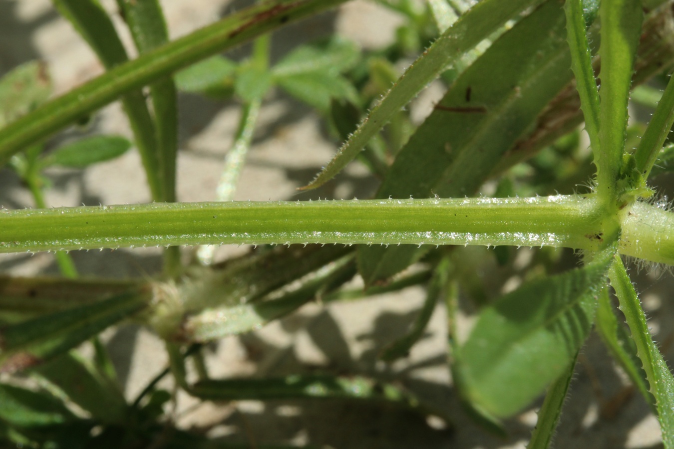 Изображение особи Galium aparine.