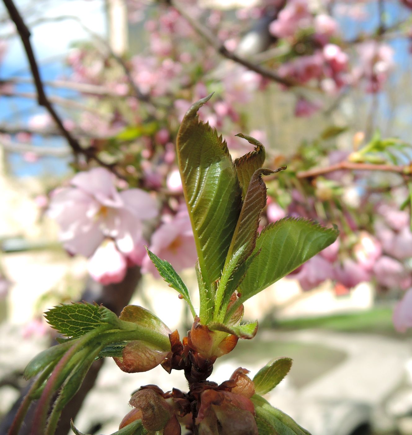 Image of Prunus serrulata specimen.