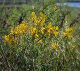 Genista tinctoria