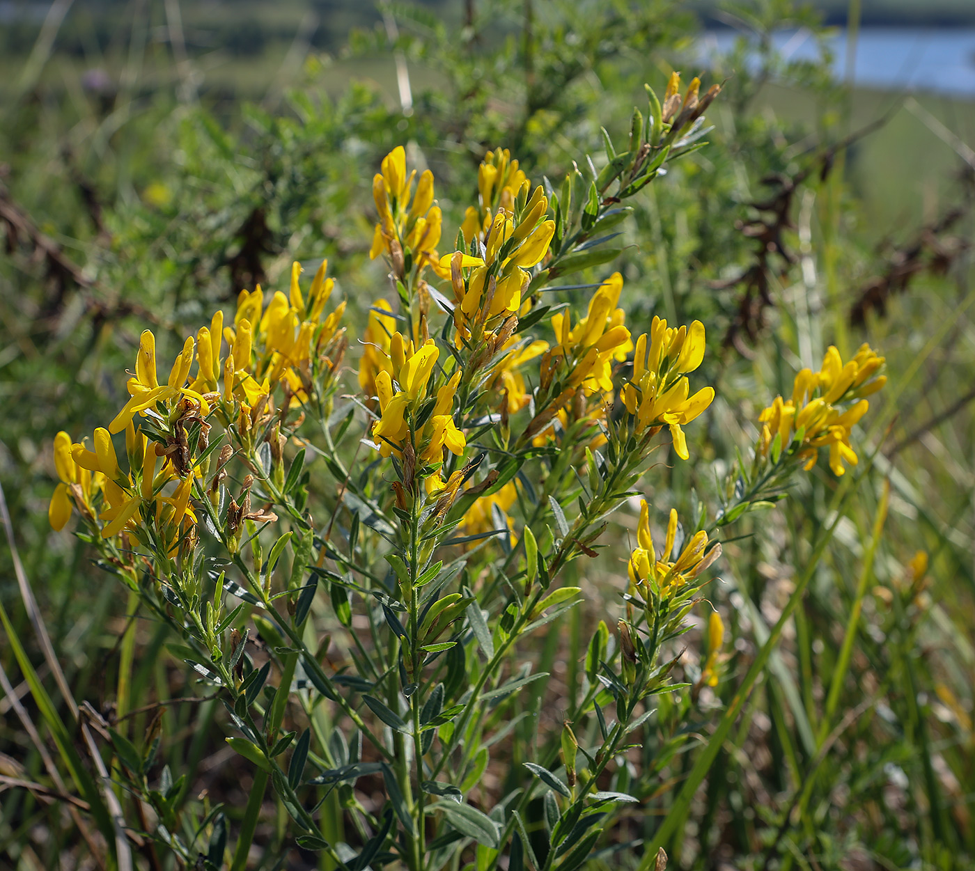 Image of Genista tinctoria specimen.
