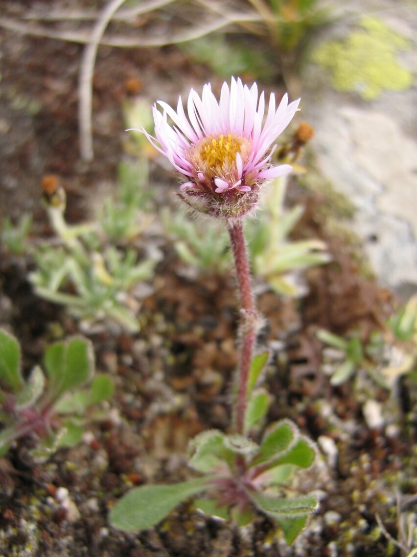 Изображение особи Erigeron vichrenensis.