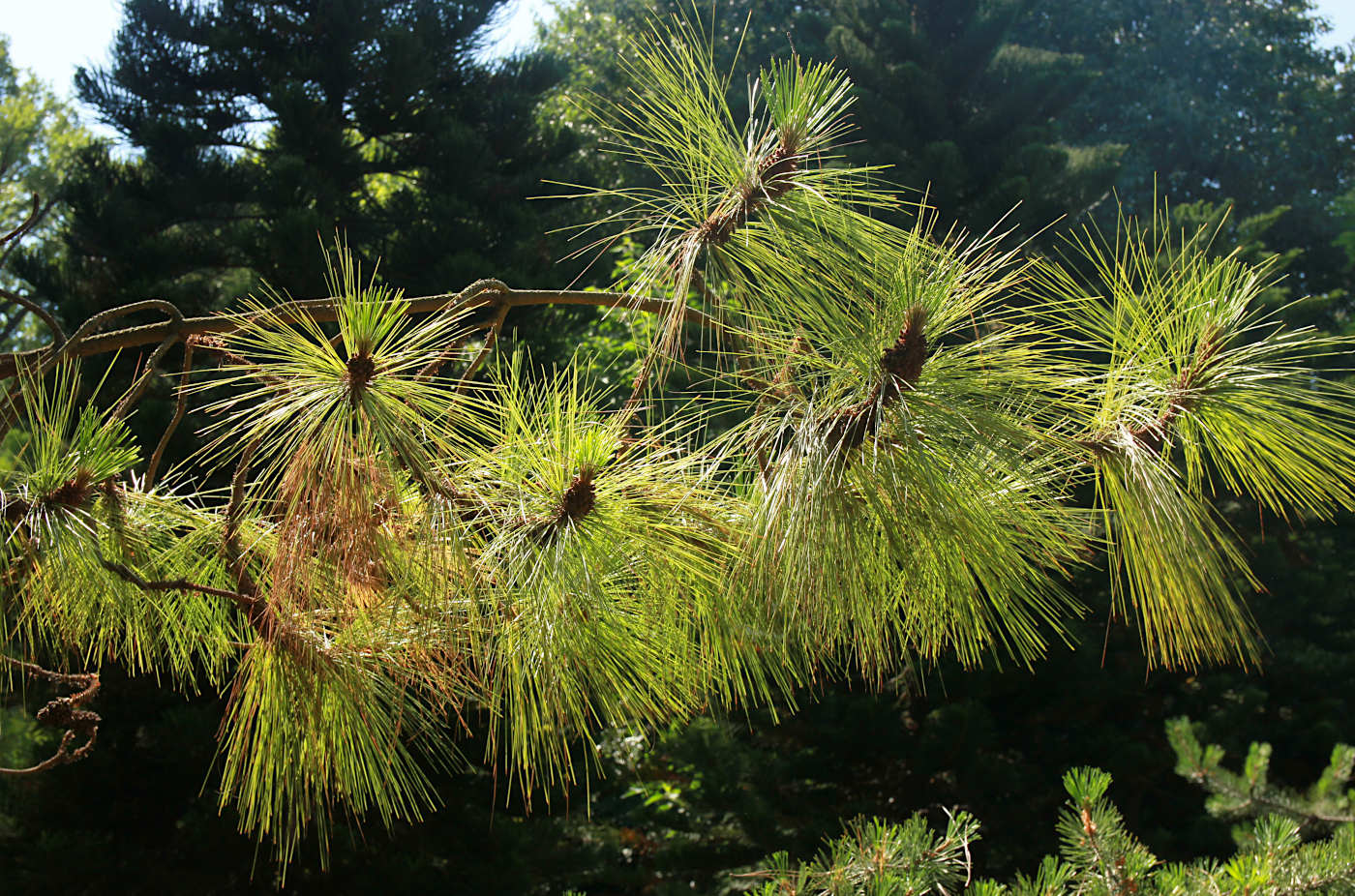 Изображение особи Pinus montezumae.