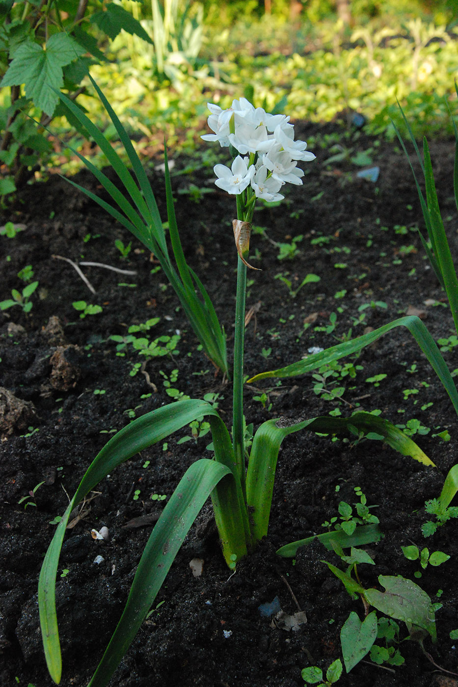 Изображение особи род Narcissus.