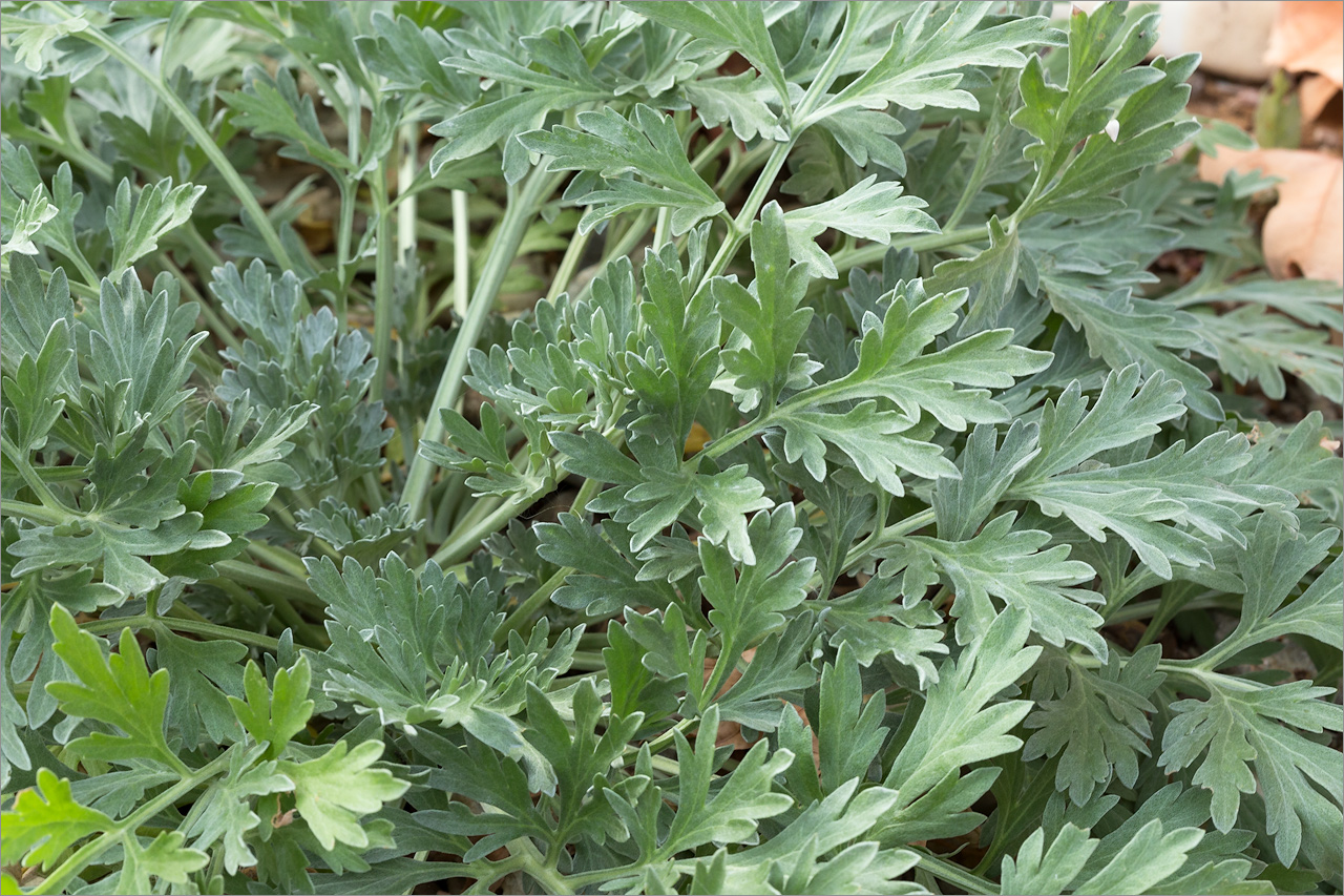 Image of Artemisia absinthium specimen.