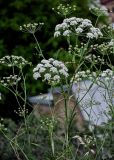 Astrodaucus orientalis. Верхушки побегов с соцветиями. Грузия, г. Тбилиси, сухой склон. 10.06.2023.