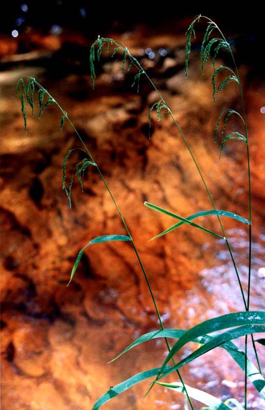 Изображение особи Cinna latifolia.