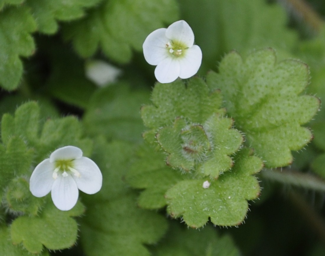 Image of Veronica cymbalaria specimen.