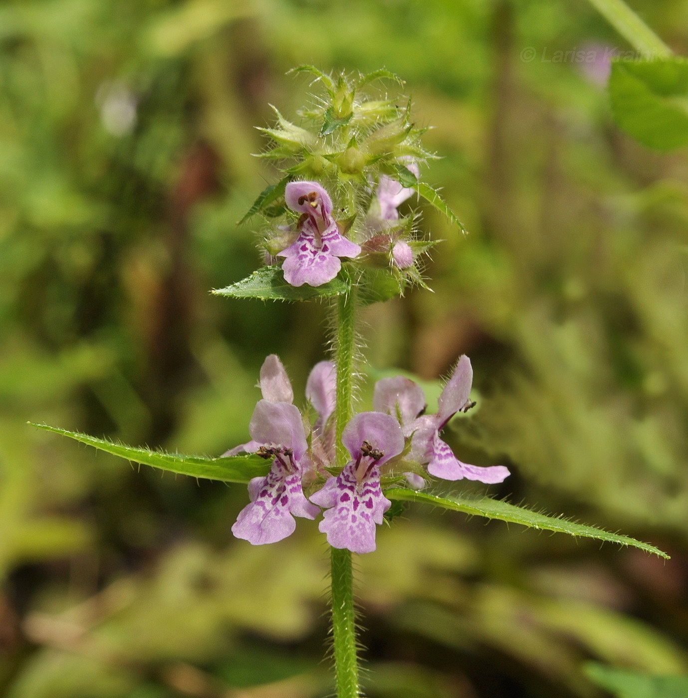 Image of Stachys aspera specimen.