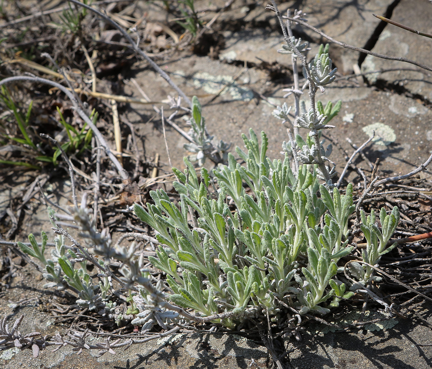 Image of Teucrium capitatum specimen.