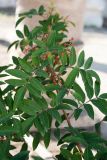 Schinus terebinthifolia