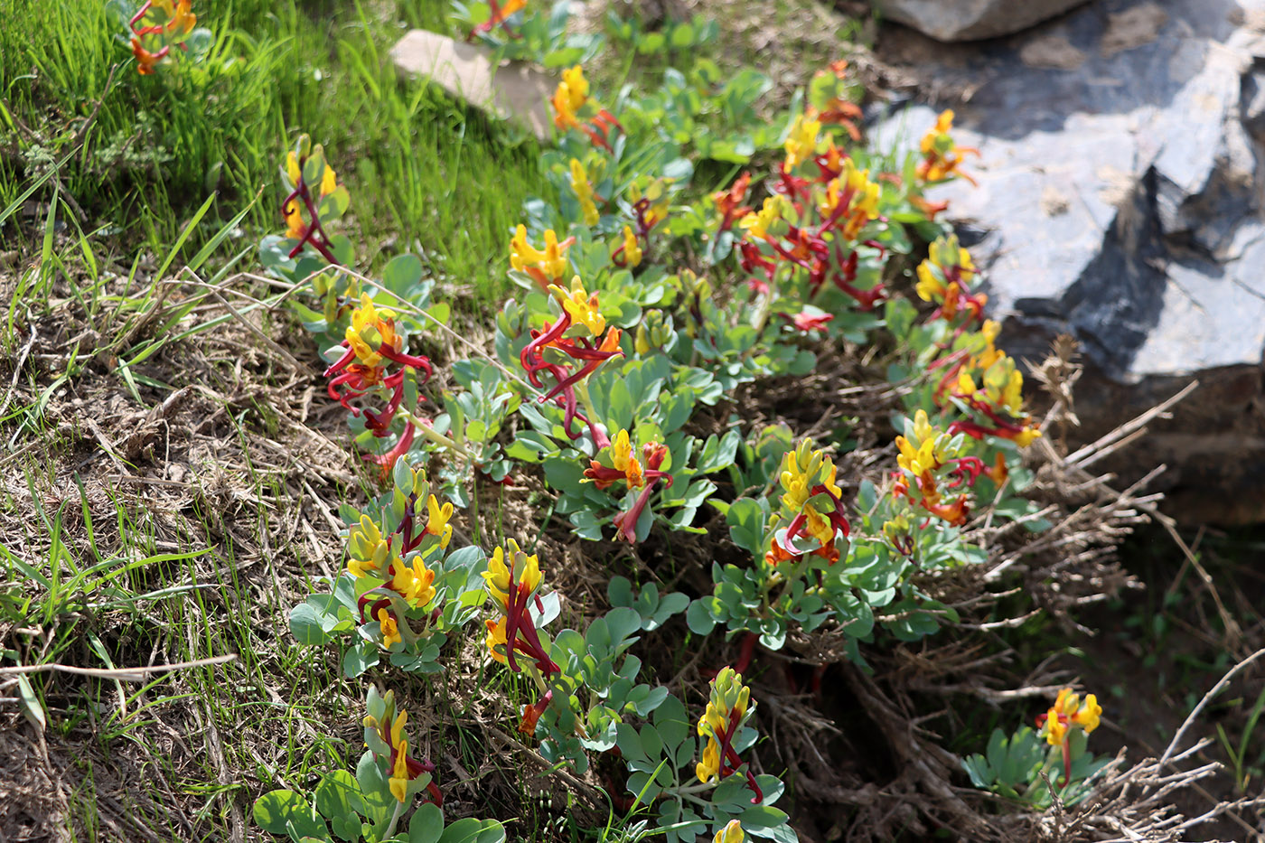 Изображение особи Corydalis sewerzowii.
