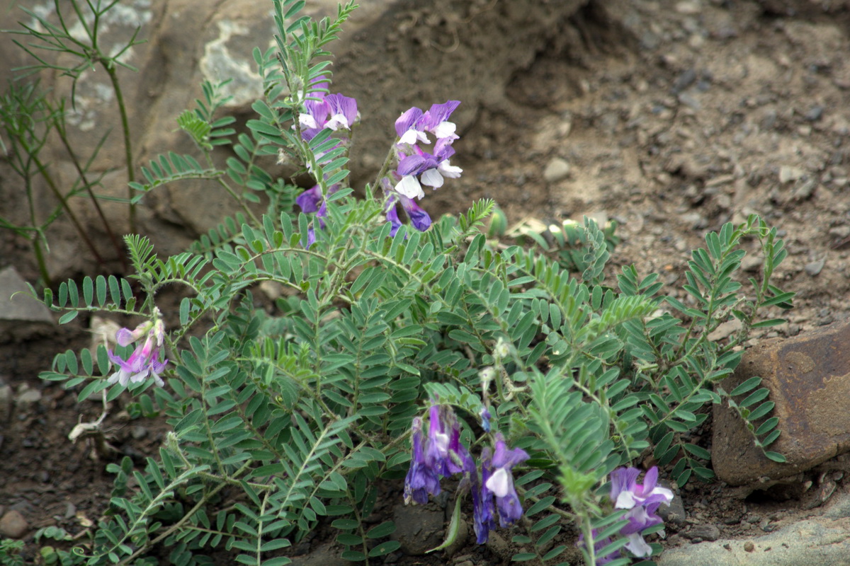 Image of Vicia sosnowskyi specimen.
