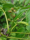 Phellodendron amurense