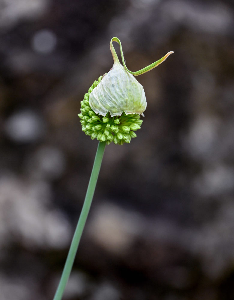 Изображение особи Allium atroviolaceum.