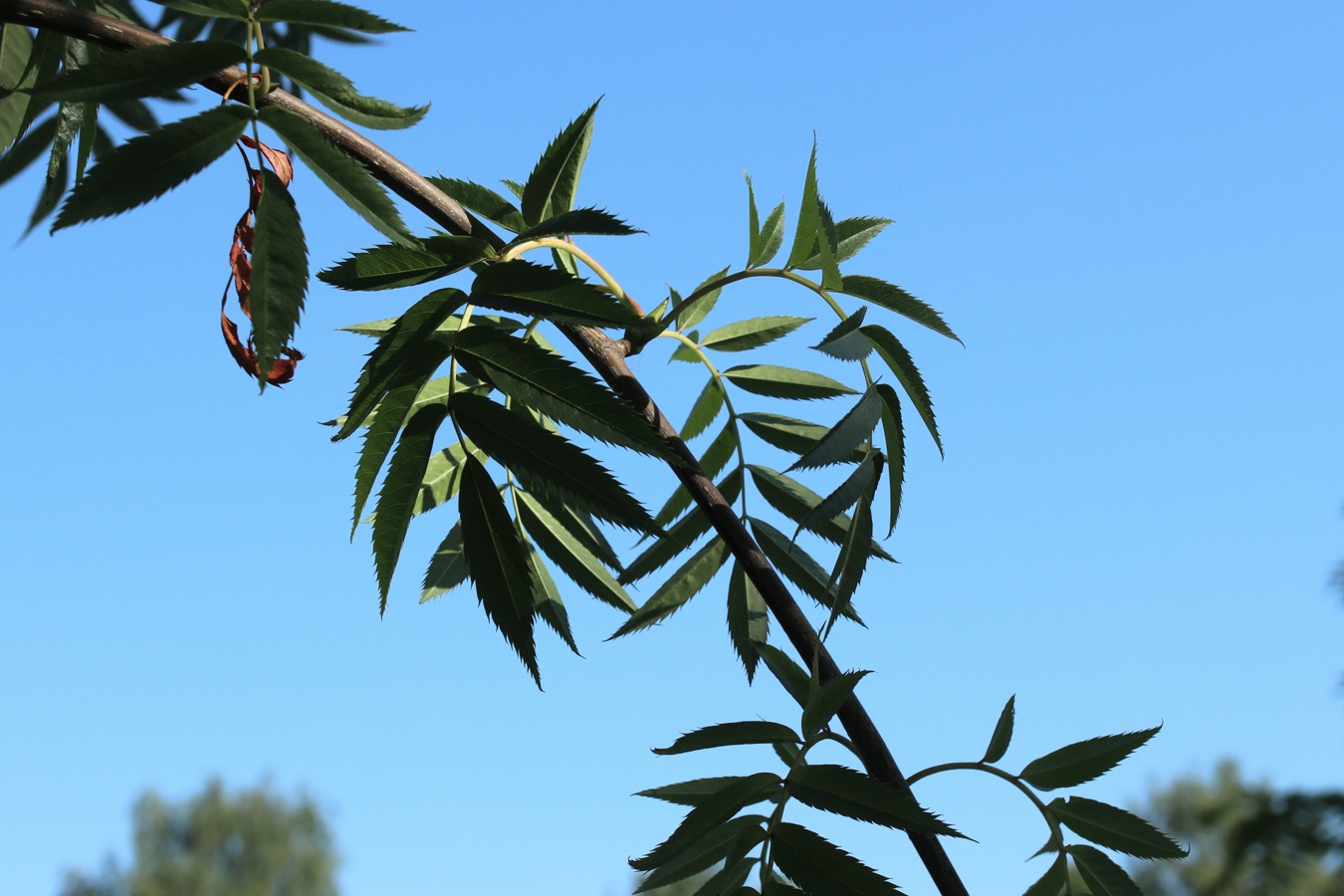 Изображение особи род Sorbus.