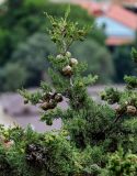 Cupressus sempervirens