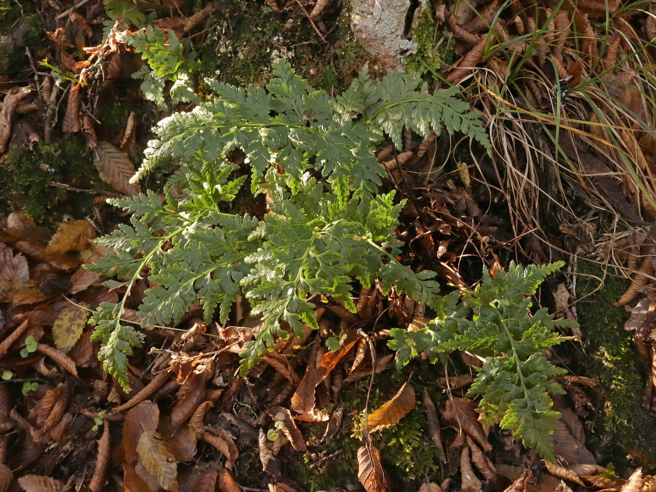 Image of Asplenium adiantum-nigrum specimen.